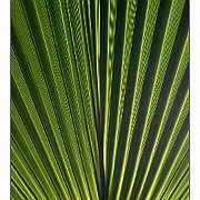 Palme 1.jpg